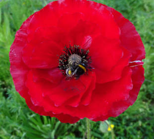 Spaziergang durch den Botanischen Garten Bremen