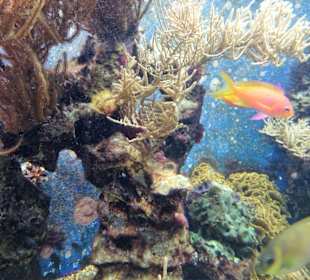 Impressionen aus dem Aquazoo Löbbecke Museum