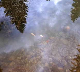 Mit Fische
