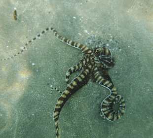 Krake