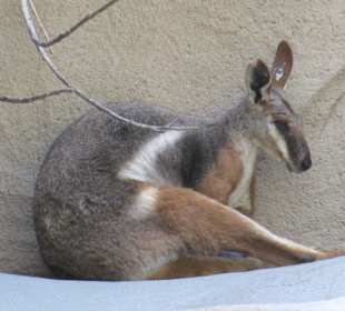 San Diego Zoo