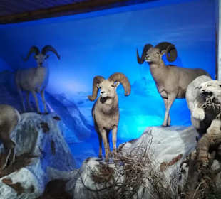 Alpen Wildpark Feld am See