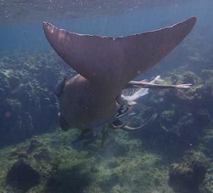 Dugong Hausriff 