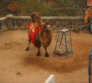 Das Camel