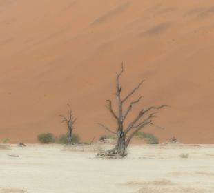 Dead Vlei