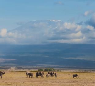 Amboseli - Elefanten vorm Kilimandscharo