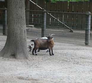 Bei einem Bummel durch den Wildpark an den Eichen