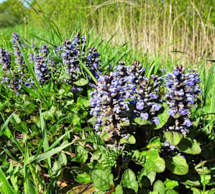 Eindrücke vom Rundweg um den Bederkesaer See 
