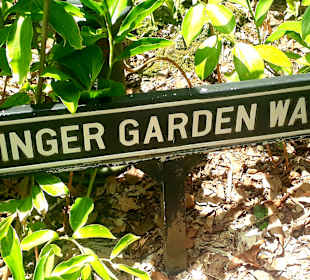Gingergarten