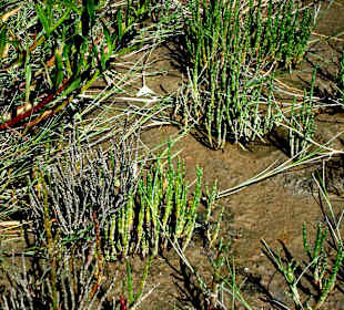 Landgewinnungszone im Wattenmee