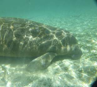 Manatee mit Unterwassercam!