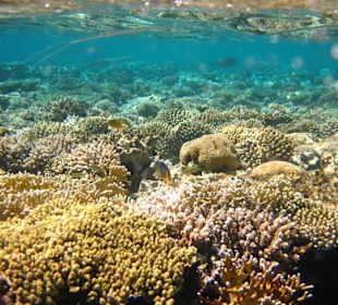 Am Hausriff Dreams Beach Resort & Dreams Vacation Resort