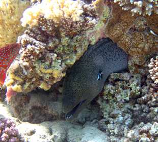 Schnorcheln Abu Dabbab