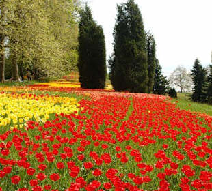 Осторов майнау