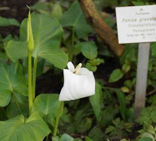 Anlage Planten un Blomen