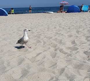 Strand Kühlungsborn