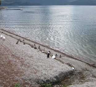 Uferpromenade Domaso