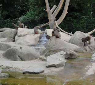 Zoologischer Garten 2016