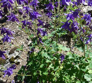 Unterwegs im Rennsteiggarten