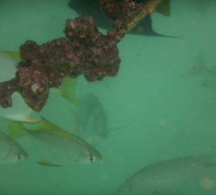 Schnorcheln Abu Dhabi