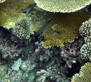 Schöne Unterwasserwelt