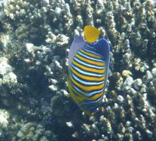 Schnorcheln Hausriff Tulip Resort Marsa Alam 