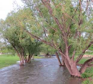 Rapid Creek führt viel Wasser