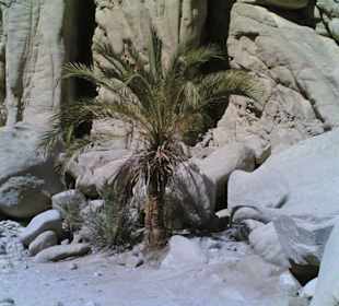 safari in hurghada