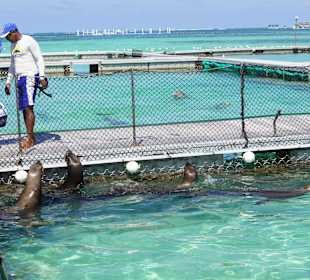 Bei den Seelöwen und Delphinen