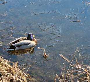 Kurpark mit Teich, ein schöner Rundgang 