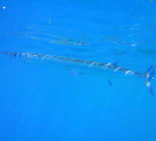 Barracuda
