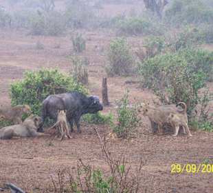 Wildnis Pur in Tsavo Ost