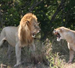 Löwenpaar in Aktion