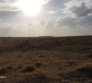 PrivatSafari 10/17 - Tsavo+Amboseli - impressions