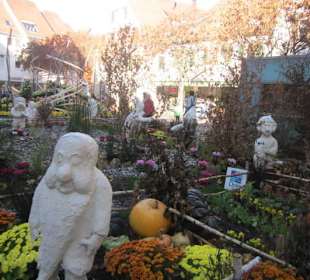 Chrysanthema Lahr