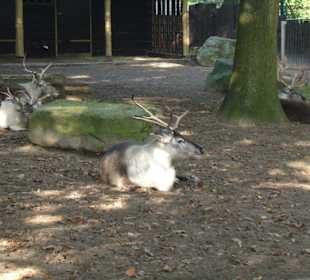 Rentiere im Zoo Duisburg