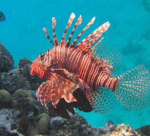 Tauchbasis Aquatic Divers im Pensee Royal Garden 