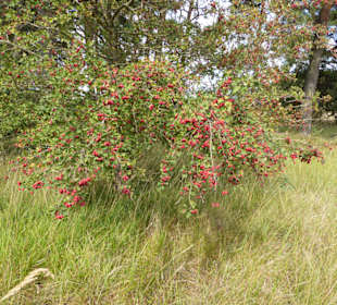  Mallertshofener Heide