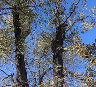 Real Jardín Botánico de Madrid