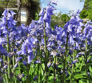 Spaziergang durch den Berggarten Hannover
