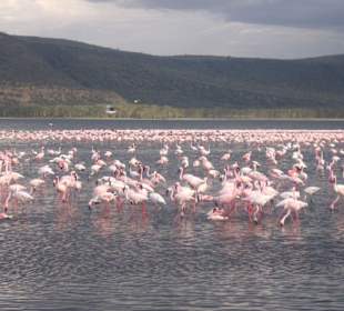 Tausende Flamingos