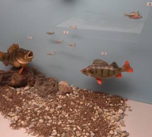 Natur- und Jagdmuseum