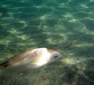 Unterwasserwelt am Strand