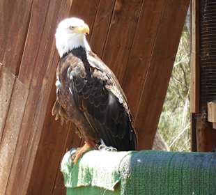 Vorführung von div. Greifvögel