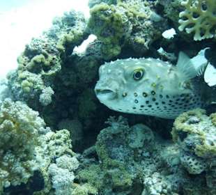 Igelfisch am Aquarium