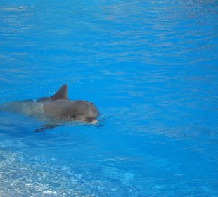 Delfinshow