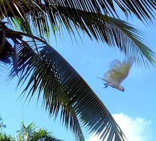 Royal Botanic Gardens