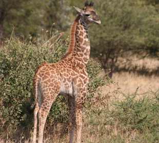 Baby Giraffe mit Puschelhörnern