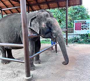 Elefant 