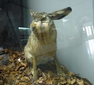 Wystawa przyrodnicza